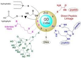 https://directpeptides.store/